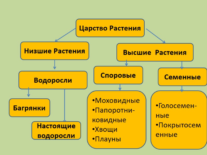 Царство Растения Низшие Растения Высшие  Растения Водоросли Споровые Семенные Моховидные Папоротни-  